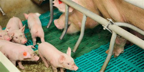 La Cría De Cerdos Machos Enteros Como Alternativa A La Castración De