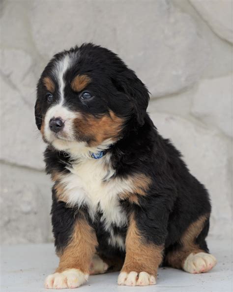 63 Cost Of A Bernese Mountain Dog Puppy Picture Bleumoonproductions