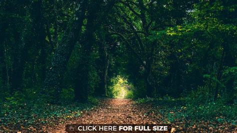 A Certain Magical Forest 4k Wallpaper Cool Places To Visit Places To