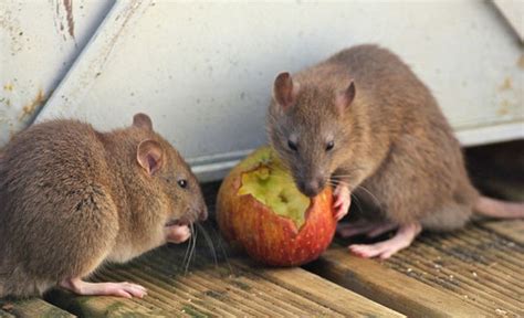 How Rats Manage To Outwit Ussometimes Colonial Pest Control