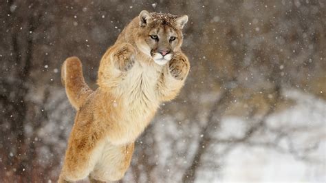 Download Animal Cougar Hd Wallpaper