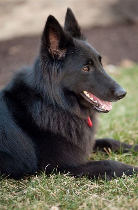 Belgian malinois have a solid prey drive, so they may or there are animal shelters and rescues that focus specifically on finding great homes for belgian. Belgian Sheepdog | Belgian dog, Pet dogs, Dog breeds