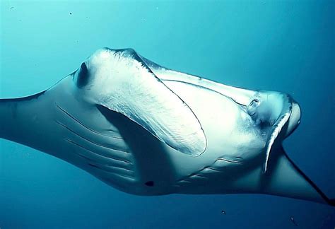 Chinese Medicine Proves Disastrous For Manta Rays Padi Aware