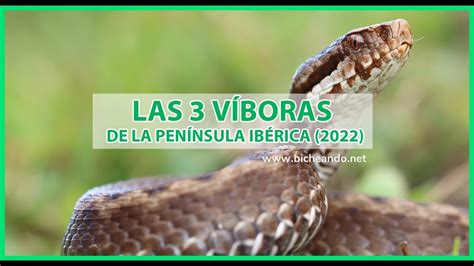 Las 3 Especies De VÍboras IbÉricas 2022 Youtube