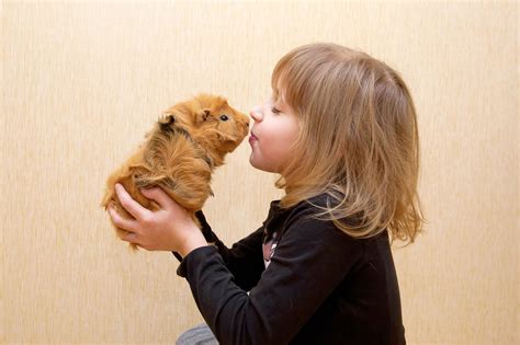 Is That A Guinea Pig You Are Holding