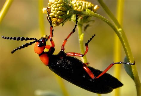 Colorful Beetles33 Marksontok Flickr