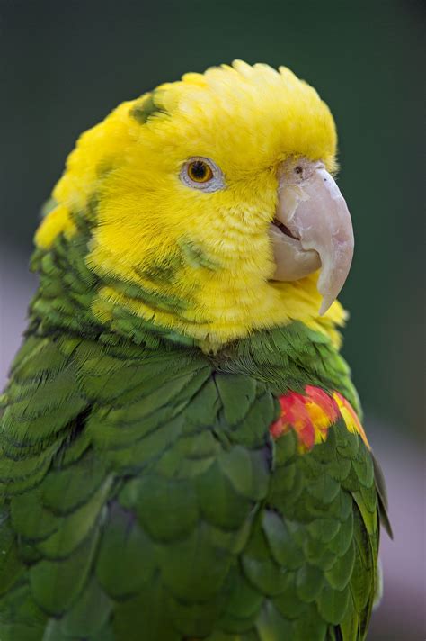 Yellow Parrot Bird