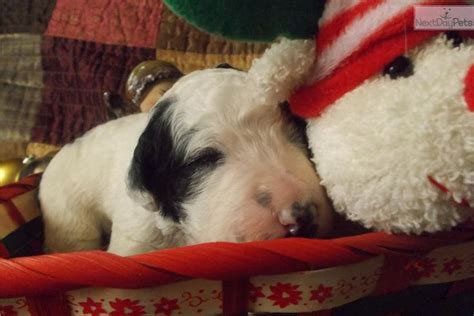 Helps with crate training by reducing negative behaviors such as whining and barking, which also helps you sleep at night. 17 Best images about South Creek Puppies on Pinterest ...