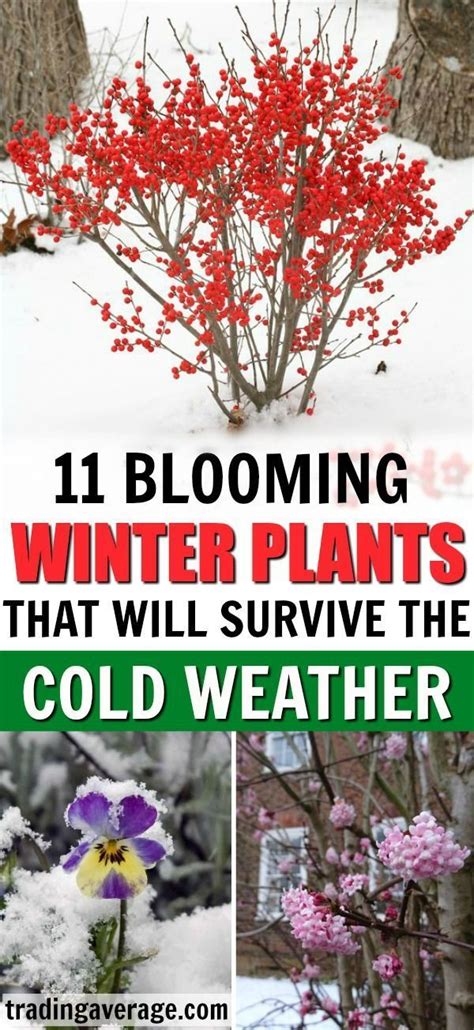 11 Winter Plants That Will Survive The Cold Weather Outdoor Ideas