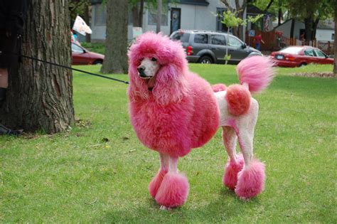 A Very Pink Poodle Not My Dog J Jongsma Flickr