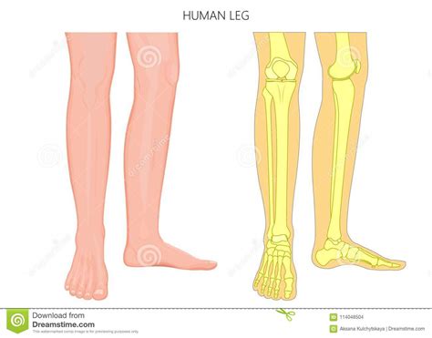 The structure of bone with diagram and definitions. Bone Fracture_Human Leg Anatomy And Skeleton Stock Vector ...
