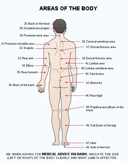 We did not find results for: human body parts back side - Clip Art Library