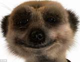 Pictures of Insurance Compare The Meerkat