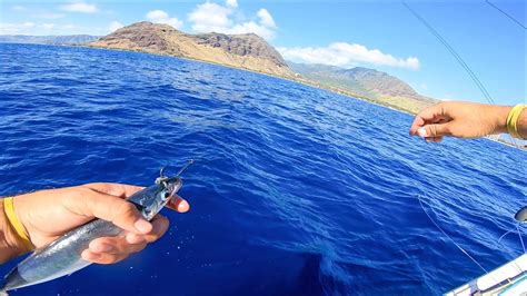 Live Bait Fishing In Hawaii And Some Reef Fishing Youtube
