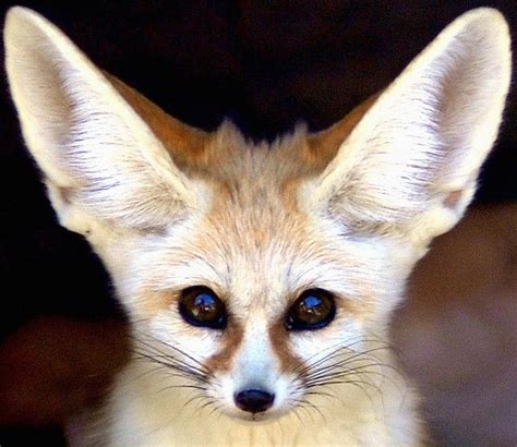 Fennec Fox Facts And Picturesimages All Wildlife