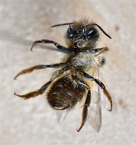 Small Bee Osmia Cornifrons Bugguide