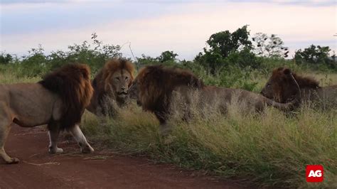 Five Lions Fighting In Kruger National Park Youtube