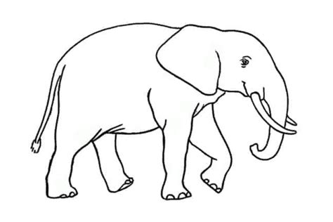 Disini aku punya sketsa gajah yang akan aku gambar. 20+ Sketsa Gambar Hewan Gajah Yang Mudah Di Warnai Untuk PAUD, TK, SD - Kanalmu