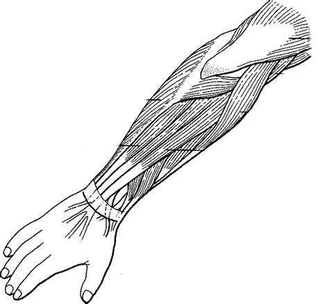 Muscular Anatomy Coloring Book Clip Art Library