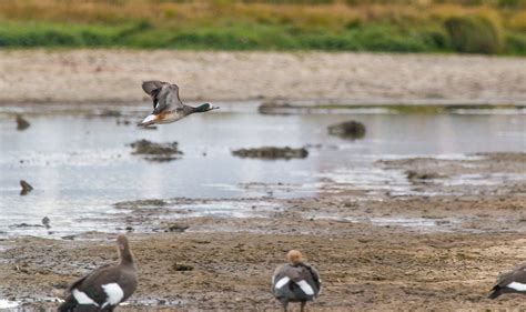 Humedal Tres Puentes Aves Fauna Punta Arenas Chile Felipe