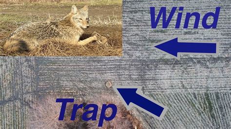 catch more coyotes with these trapping tips youtube