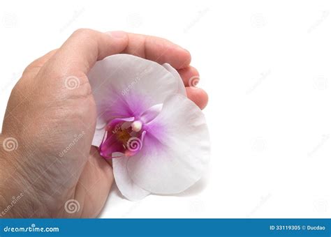 Hand Holding Orchid Flower Stock Image Image Of Elegant 33119305