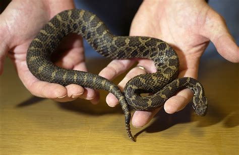 Showcasing The Dnr Studying Michigans Rattlesnakes