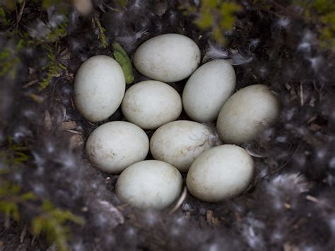Mallard Duck Nests The Wildlife Center Of Virginia
