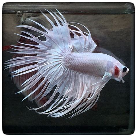 Premium live betta fish : Item # fwbettasct1450710805 - Snow White Crowntail (1265 ...