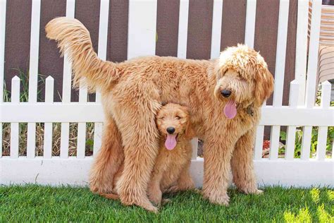 Goldendoodle Dog Breed Information And Characteristics