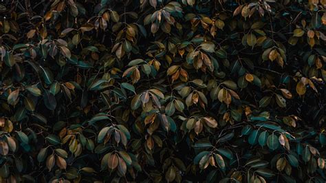 Download Wallpaper 3840x2160 Leaves Bushes Plant Vegetation 4k Uhd