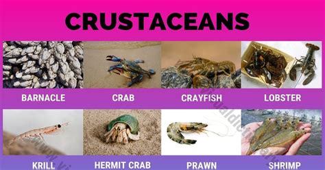 Crustaceans: Useful List of 16 Names of Crustaceans in the World