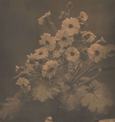 Frederick H Hollyer Flower Study Primula Frederick H Hollyer Photography Fragrantblossoms