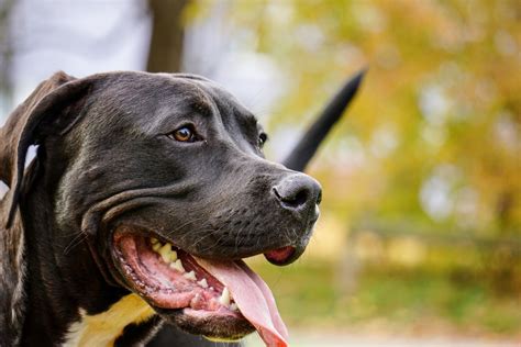Health Problems To Watch Out For In Pit Bulls Pethelpful