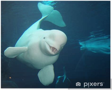 Poster Beluga Whale Pixersse