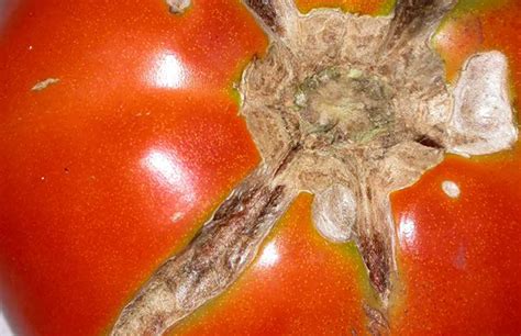 7 Mistakes To Avoid When Growing Tomatoes The Real Organic Gardener