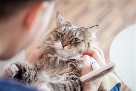 Suitable for use by cats of all ages, it features a blend of cod liver oil and vitamin e to help leave your cat's skin and coat looking healthier. Feeding Techniques to Decrease Hairballs in Cats