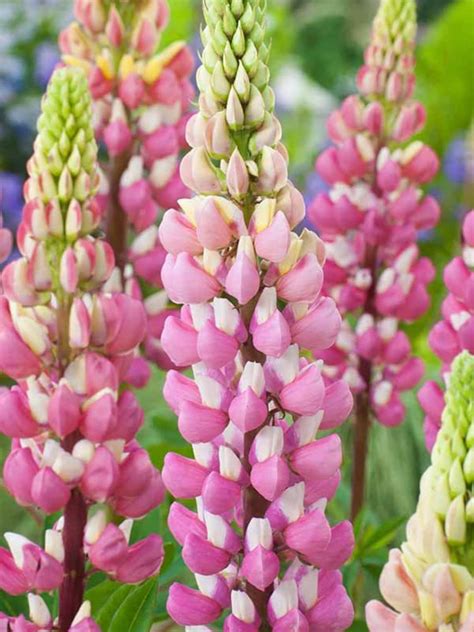 Lupine Flowers Seeds Organic Mix Buy Lupin Seeds Seeds Tutti Etsy