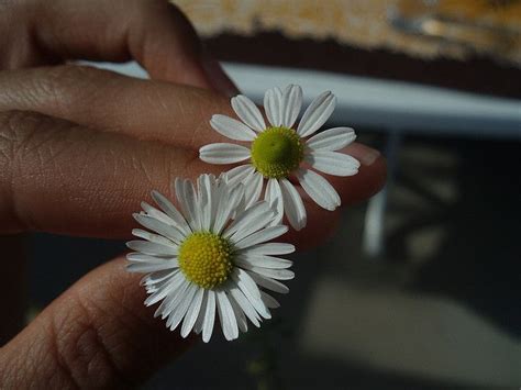 Daisy And Chamomile Pinterest Margaritas And Teas