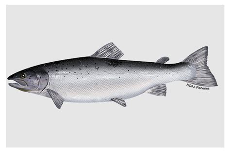 A New Milestone For The Atlantic Salmon Restoration Project National