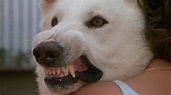 Cinéphile Schizophrène: White Dog (Dressé pour tuer), de Samuel Fuller ...