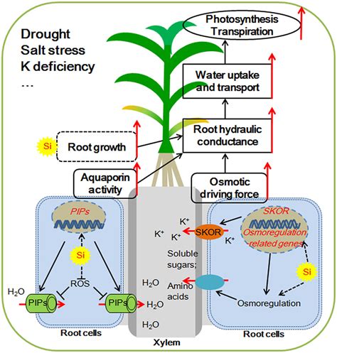 Frontiers How Does Silicon Mediate Plant Water Uptake And Loss Under