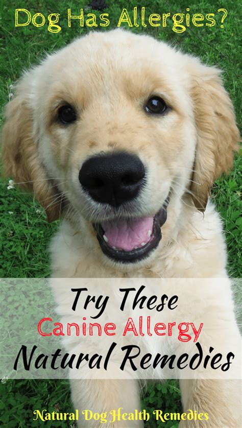 Natural Allergy Relief For Dogs Such As Herbs And Supplements Do Not