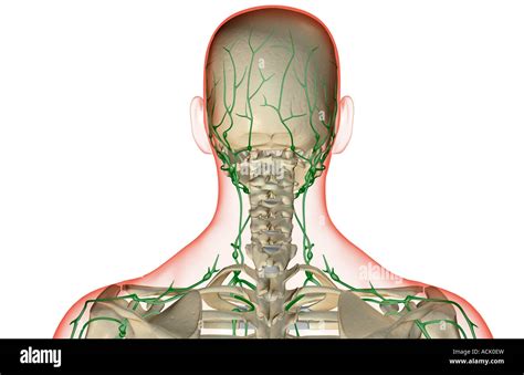 The Lymph Supply Of The Head And Neck Stock Photo Alamy