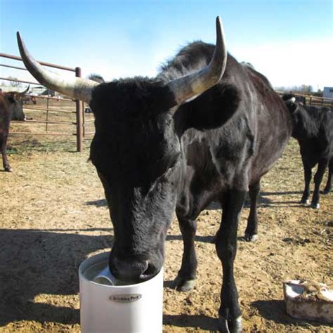 Cattle Automatic Waterer Drinking Post Automatic Waterer
