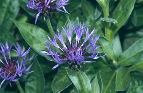 Centaurea Alchetron The Free Social Encyclopedia