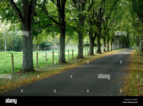 Tree Lined Avenue Tree Lined Road Tree Lined Street France