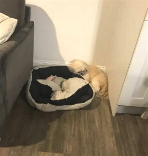 Owner Learns Heartbreaking Reason Why Dog Wont Sleep On Bed
