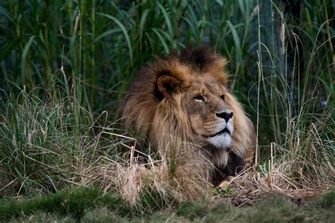 Lion In The Grass Photograph By Graham Palmer Pixels