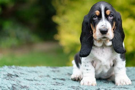 Basset Hound Puppies South Georgia Wow Charming And Healthy Male And